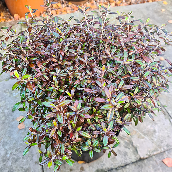 Corokia - Genesis Plant Marketing Ltd