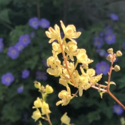 Aconitum